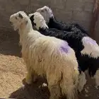 للبيع خرفان نجد