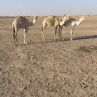 حشو للبيع