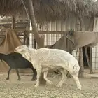 فحول حريات حرش 2 كفو ومشروطه ومقطع فديو