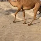 بكره عبدانيه
