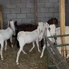 معاز بالجمله معزا هولنديه جفره نعيمي حري تيس عنز خروف