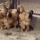 دجاج برااهمه