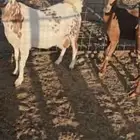 معزا جنوبيه دفيع مفاصيل