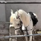 حصان شعبي