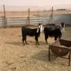 جفرات معزا ثنوات