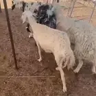 غنم حريات