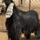 فحل عارضي اصيل