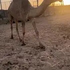 بكرة شعلا