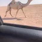 للبيع لقحه باتليه كفو لها 7 شهوور