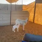 شاه رفيديه ثنيه خلفه