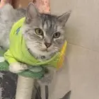 قط شيرازي ذكر معقم ومطعم وصندوق فضلات اوتوماتيكي