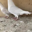 زاجل مكتف لون مميز