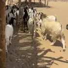 معزا مهجنه صغار سنه كلها دفيع
