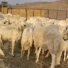 حريات مراح واحد 48 تحتها 48