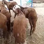 ذبايح سواكني تربيه