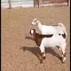 تيوس فل الفل