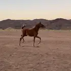مهره شعبيه حركتها سوبر