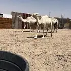 للبيع ثلاث نياق وضح