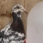 حمام كش كشامره على مراسيل