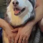 كلب هاسكي عمر سنه