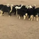 بهم نجد
