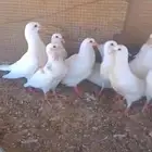 حمام زغاليل