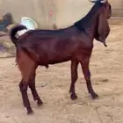 تيس مشروع فحل فاخر اللون ادهم