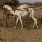 بكار حقايق صفراء وضحاء باتليه ودبيانيه