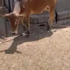 حسيل نظيف فل شحم سنتين عمره