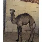 حوار ضيار