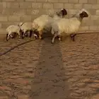 نعيم متابيع