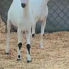 تم البيع تم البيع