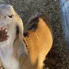 سواكن ذبايح للبيع شحم وطيبه
