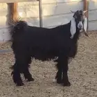 تيس عارضي مخصي