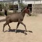مهر