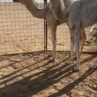 قعدان تربيه