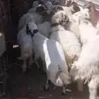 ذبائح تمايم مقفلة شحم ونظيفة شرط بالقرب من دوار الملك سلمان