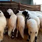 سواكن مرابي فاخره