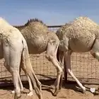 حشو قعدان