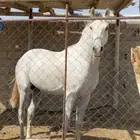 خيل شعبي