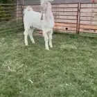 تيس ابيض مشروع فحل عمر 7 شهور من سلاله الانقليزي