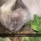 للتواصل