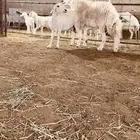 فحل حري طيب وصنف