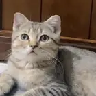 سكوتش فولد