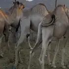 قعدان للبيع