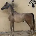 مهر واهو