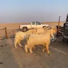 تيوس فحول بيض برص