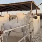 فرس واهو