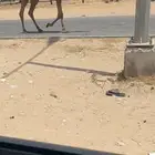 قعود بكستاني