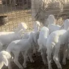 غنم حريات صنف